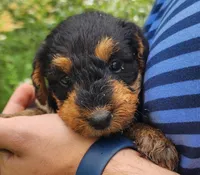 EnchantedAiredales - Turquoise, a female Airedale Terrier for sale in Valdosta, GA – Photo 1 of 7