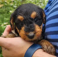 EnchantedAiredales - Turquoise, a female Airedale Terrier for sale in Valdosta, GA – Photo 2 of 7