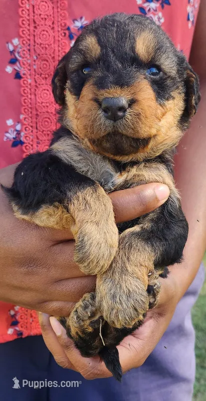 EnchantedAiredales - Light Pink – Airedale Terrier puppy for sale in Valdosta, GA