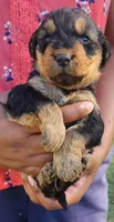 EnchantedAiredales - Light Pink, a female Airedale Terrier for sale in Valdosta, GA – Photo 1 of 7