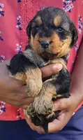 EnchantedAiredales - Light Pink, a female Airedale Terrier for sale in Valdosta, GA – Photo 2 of 7