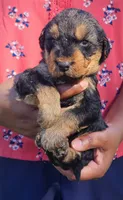 EnchantedAiredales - Light Pink, a female Airedale Terrier for sale in Valdosta, GA – Photo 3 of 7