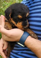 EnchantedAiredales - Turquoise, a female Airedale Terrier for sale in Valdosta, GA – Photo 4 of 7