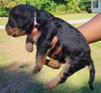 EnchantedAiredales - Light Pink, a female Airedale Terrier for sale in Valdosta, GA – Photo 7 of 7