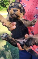EnchantedAiredales - Light Pink, a female Airedale Terrier for sale in Valdosta, GA – Photo 5 of 7