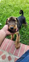EnchantedAiredales - Tan, a male Airedale Terrier for sale in Valdosta, GA – 9 of 9