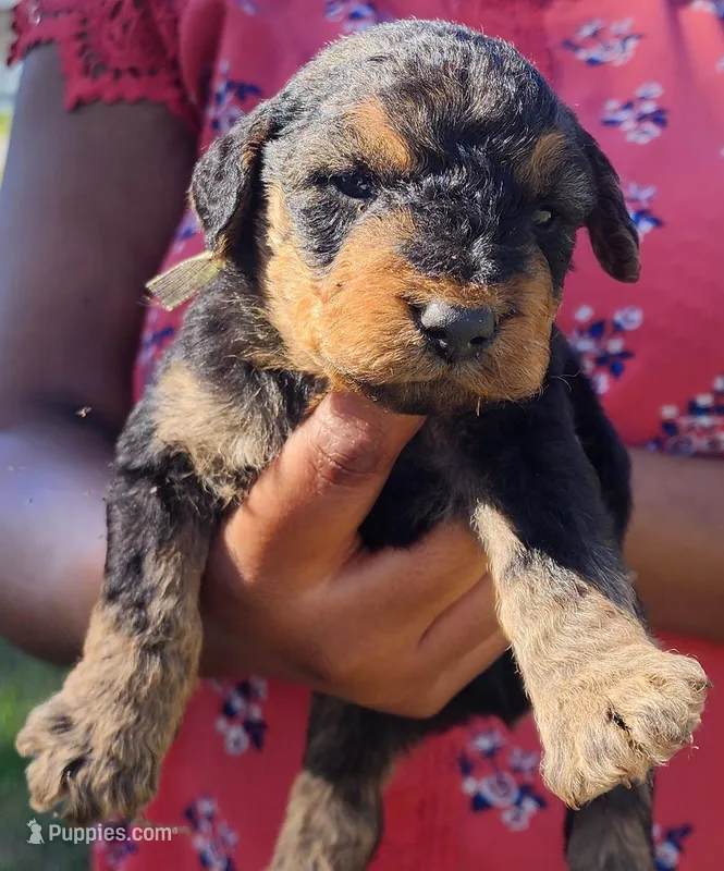 EnchantedAiredales - Golden, a male Airedale Terrier for sale in Valdosta, GA – Photo 1 of 6