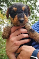 EnchantedAiredales - Green, a male Airedale Terrier for sale in Valdosta, GA – Photo 6 of 10