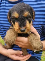 EnchantedAiredales - Green, a male Airedale Terrier for sale in Valdosta, GA – Photo 7 of 10
