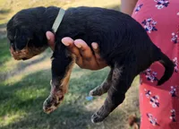 EnchantedAiredales - Golden, a male Airedale Terrier for sale in Valdosta, GA – Photo 3 of 6