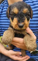 EnchantedAiredales - Green, a male Airedale Terrier for sale in Valdosta, GA – Photo 10 of 10