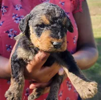 EnchantedAiredales - Golden, a male Airedale Terrier for sale in Valdosta, GA – Photo 2 of 6
