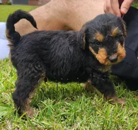 EnchantedAiredales - Green, a male Airedale Terrier for sale in Valdosta, GA – Photo 4 of 10