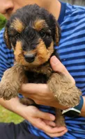 EnchantedAiredales - Green, a male Airedale Terrier for sale in Valdosta, GA – Photo 1 of 10
