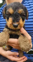 EnchantedAiredales - Green, a male Airedale Terrier for sale in Valdosta, GA – Photo 8 of 10