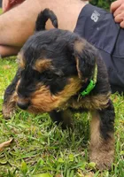 EnchantedAiredales - Green, a male Airedale Terrier for sale in Valdosta, GA – Photo 3 of 10