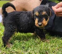 EnchantedAiredales - Green, a male Airedale Terrier for sale in Valdosta, GA – Photo 5 of 10