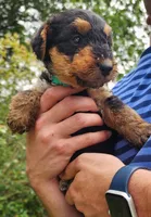 EnchantedAiredales - Green, a male Airedale Terrier for sale in Valdosta, GA – Photo 9 of 10