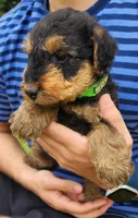 EnchantedAiredales - Green, a male Airedale Terrier for sale in Valdosta, GA – Photo 2 of 10