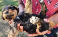 EnchantedAiredales - Golden, a male Airedale Terrier for sale in Valdosta, GA – Photo 6 of 6