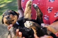EnchantedAiredales - Golden, a male Airedale Terrier for sale in Valdosta, GA – Photo 4 of 6
