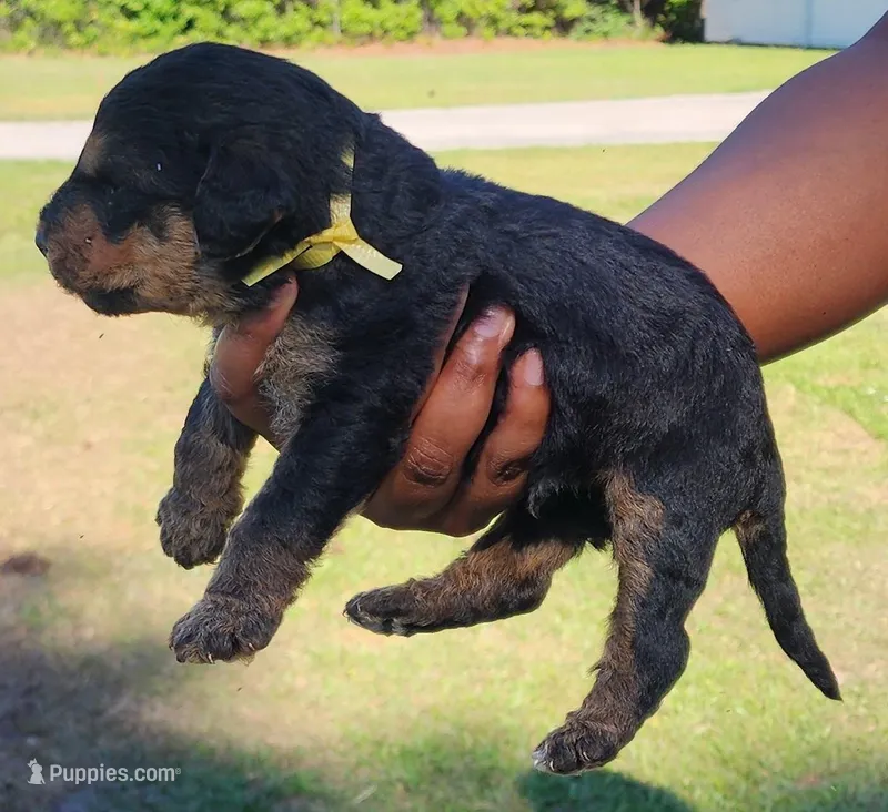 EnchantedAiredales - Yellow – Airedale Terrier puppy for sale in Valdosta, GA