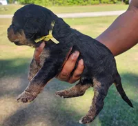 EnchantedAiredales - Yellow, a male Airedale Terrier for sale in Valdosta, GA – Photo 5 of 6