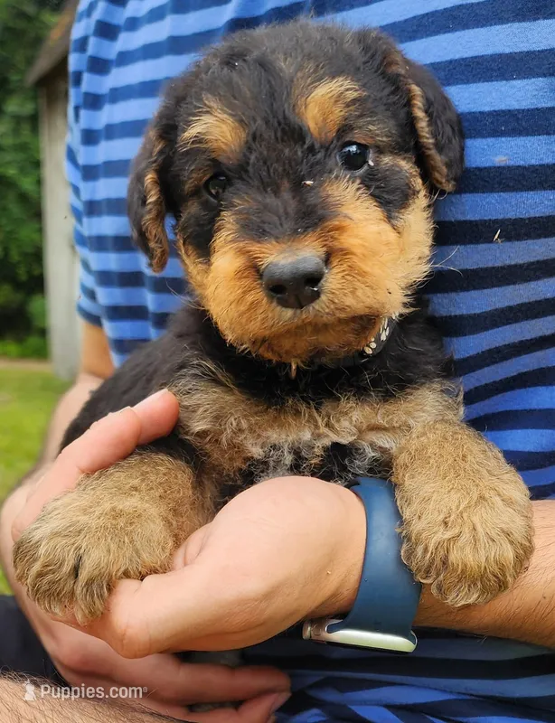 EnchantedAiredales - Black – Airedale Terrier puppy for sale in Valdosta, GA