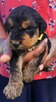 EnchantedAiredales - Yellow, a male Airedale Terrier for sale in Valdosta, GA – Photo 2 of 6