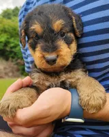 EnchantedAiredales - Black, a male Airedale Terrier for sale in Valdosta, GA – Photo 3 of 9