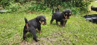 EnchantedAiredales - Black, a male Airedale Terrier for sale in Valdosta, GA – Photo 8 of 9