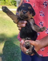 EnchantedAiredales - Yellow, a male Airedale Terrier for sale in Valdosta, GA – Photo 3 of 6