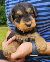 EnchantedAiredales - Black, a male Airedale Terrier for sale in Valdosta, GA – Photo 4 of 9