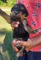 EnchantedAiredales - Yellow, a male Airedale Terrier for sale in Valdosta, GA – Photo 6 of 6