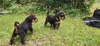 EnchantedAiredales - Black, a male Airedale Terrier for sale in Valdosta, GA – Photo 9 of 9