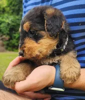 EnchantedAiredales - Black, a male Airedale Terrier for sale in Valdosta, GA – Photo 5 of 9
