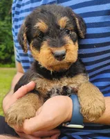 EnchantedAiredales - Black, a male Airedale Terrier for sale in Valdosta, GA – Photo 2 of 9
