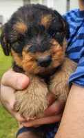 EnchantedAiredales - Brown, a female Airedale Terrier for sale in Valdosta, GA – Photo 2 of 10