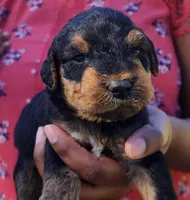 EnchantedAiredales - Red, a male Airedale Terrier for sale in Valdosta, GA – Photo 4 of 6