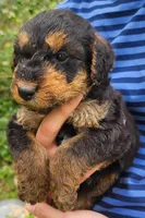 EnchantedAiredales - Brown, a female Airedale Terrier for sale in Valdosta, GA – Photo 6 of 10