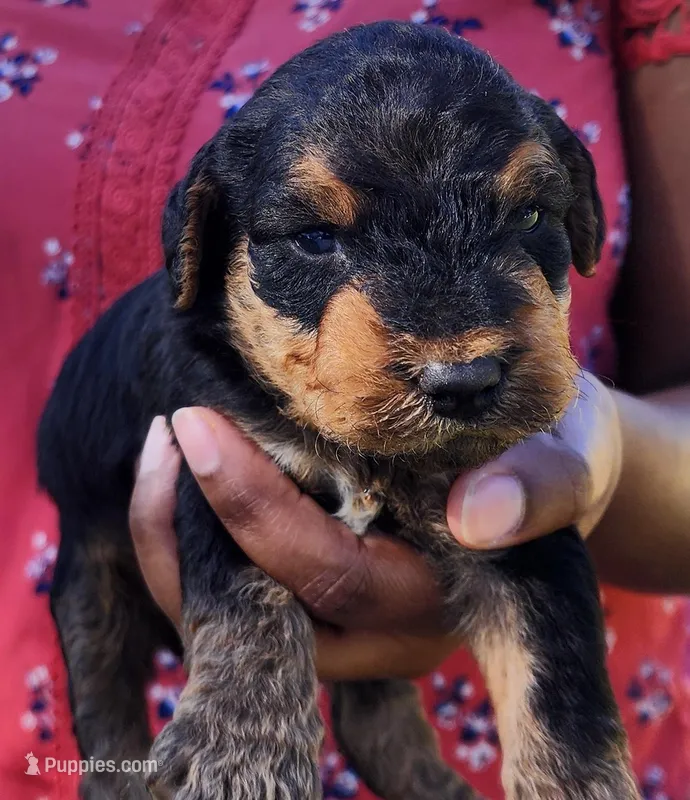 EnchantedAiredales - Red – Airedale Terrier puppy for sale in Valdosta, GA
