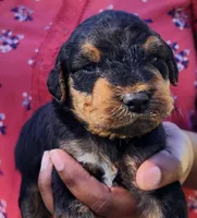 EnchantedAiredales - Red, a male Airedale Terrier for sale in Valdosta, GA – Photo 2 of 6