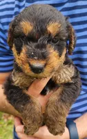 EnchantedAiredales - Brown, a female Airedale Terrier for sale in Valdosta, GA – Photo 9 of 10