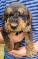 EnchantedAiredales - Brown, a female Airedale Terrier for sale in Valdosta, GA – Photo 10 of 10