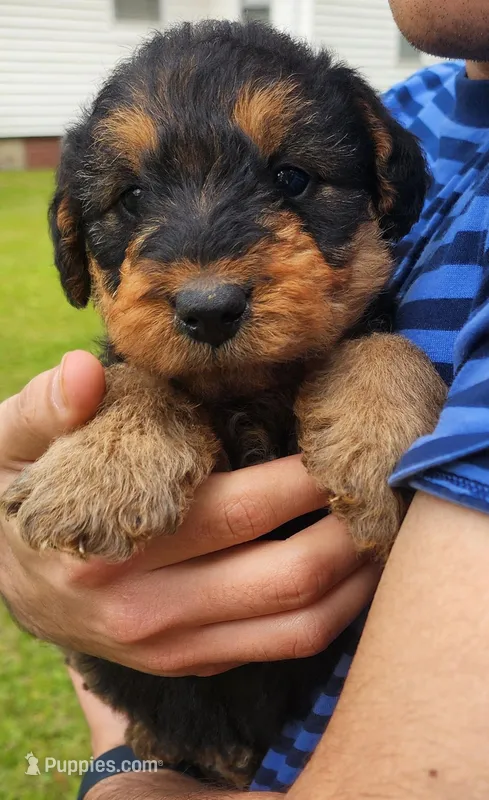 EnchantedAiredales - Brown – Airedale Terrier puppy for sale in Valdosta, GA