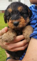 EnchantedAiredales - Brown, a female Airedale Terrier for sale in Valdosta, GA – Photo 1 of 10