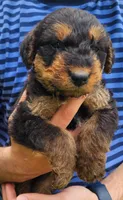 EnchantedAiredales - Brown, a female Airedale Terrier for sale in Valdosta, GA – Photo 7 of 10