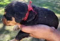 EnchantedAiredales - Red, a male Airedale Terrier for sale in Valdosta, GA – Photo 6 of 6