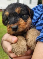 EnchantedAiredales - Brown, a female Airedale Terrier for sale in Valdosta, GA – Photo 4 of 10