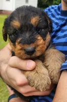 EnchantedAiredales - Brown, a female Airedale Terrier for sale in Valdosta, GA – Photo 3 of 10